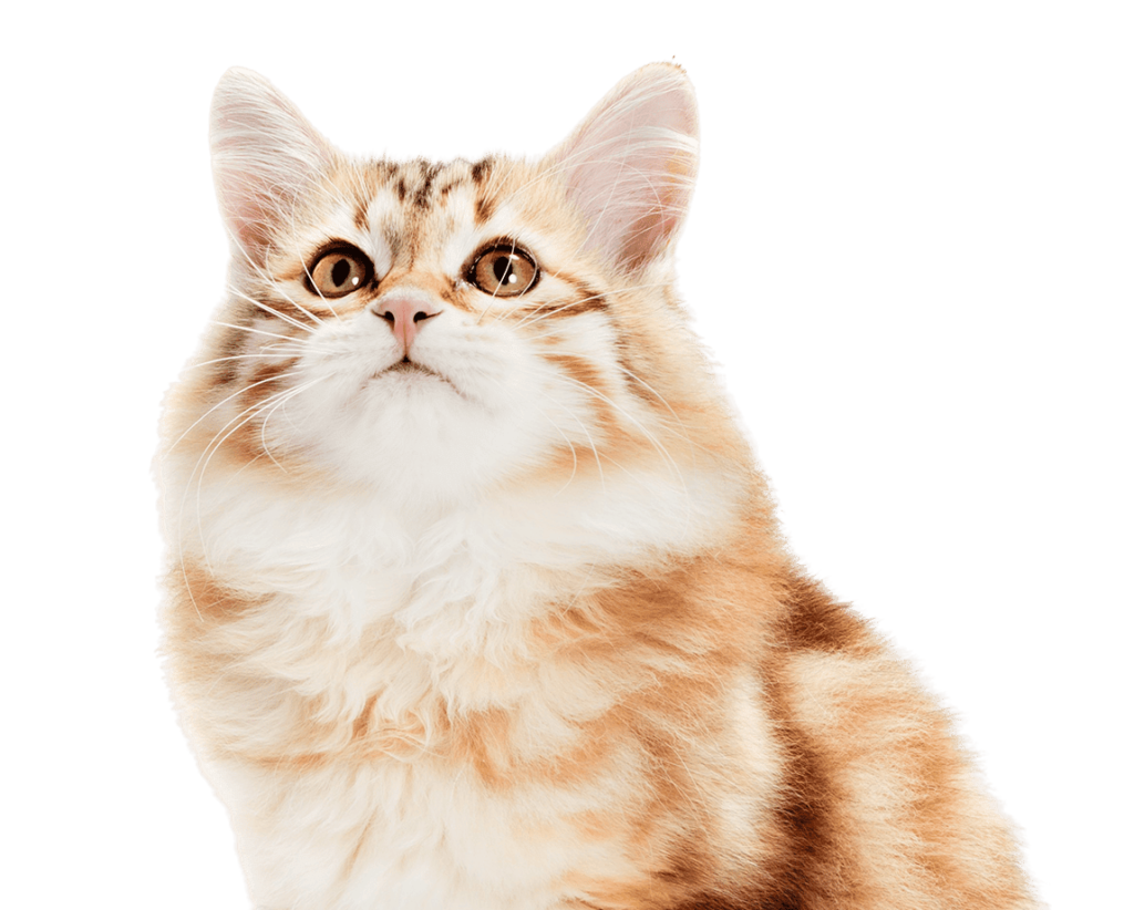 siberian-cat