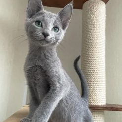 GREYSON