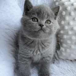 PUDDY