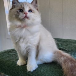 LILA