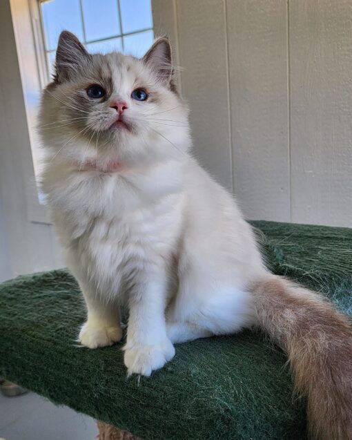 LILA