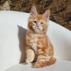 RUFUS