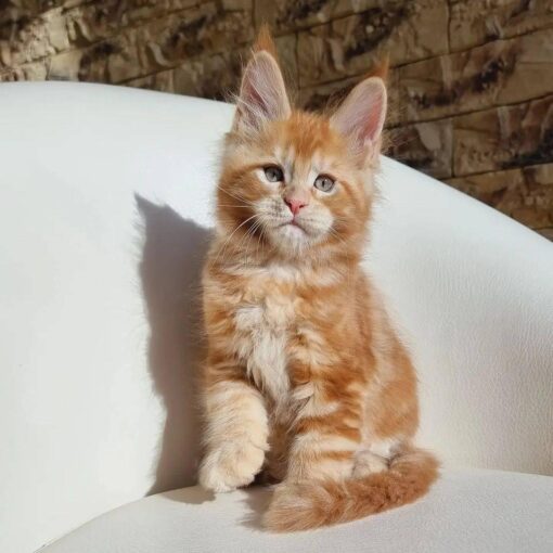 RUFUS