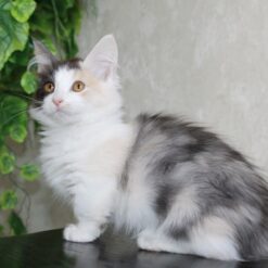 JOZEFINA