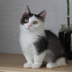 XAVIER