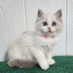OLIVER