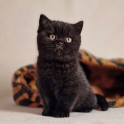 BORIS