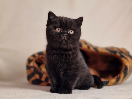 BORIS
