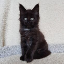 SIMBA