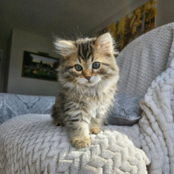 Siberian Kitten