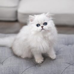 ALI