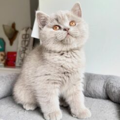 ANNABEL