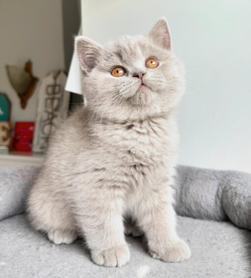 ANNABEL