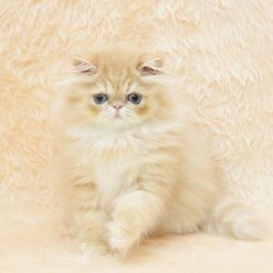 BARRY