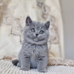 MILO