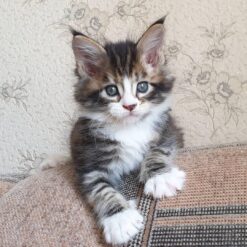 TUSYA