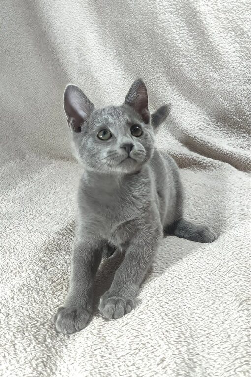CAI