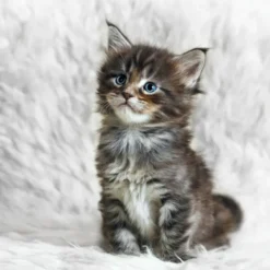 Maine Coon Kittens