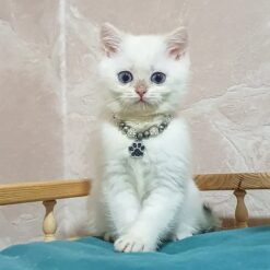LUCIUS