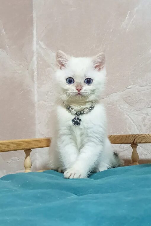 LUCIUS