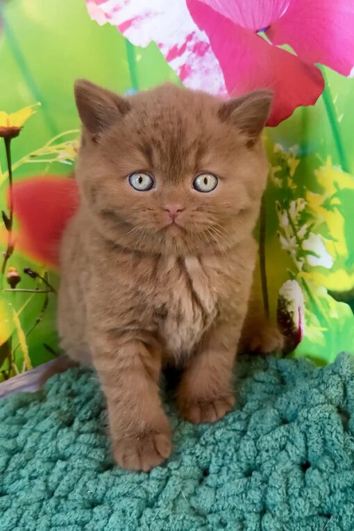 NEMO