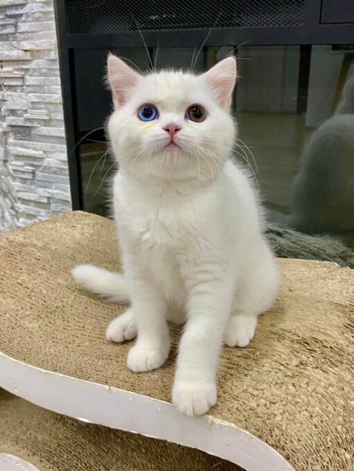 PERSEUS